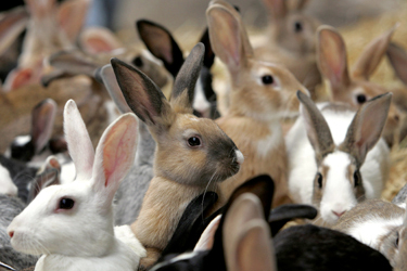 many rabbits multiplying