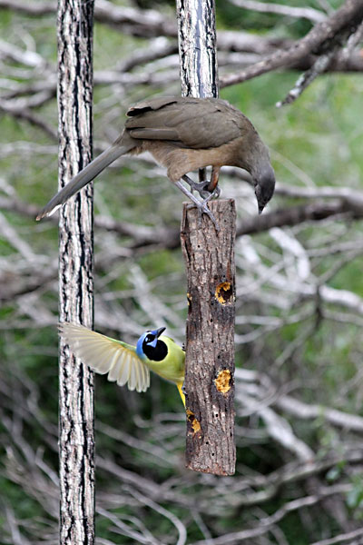 Day Trips Bentsen Rio Grande Valley State Park A Great Place For Bird Watching Columns The Austin Chronicle