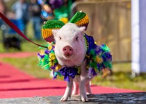 Central Texas Pig Rescue Puts on a Pig Pageant