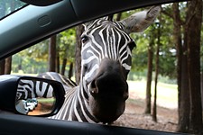 Day Trips: Drive-Through Wildlife Parks