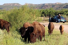 Day Trips: Texas State Bison Herd, Caprock Canyons State Park, Quitaque
