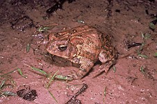 Houston Toad Clings to Survival in Bastrop
