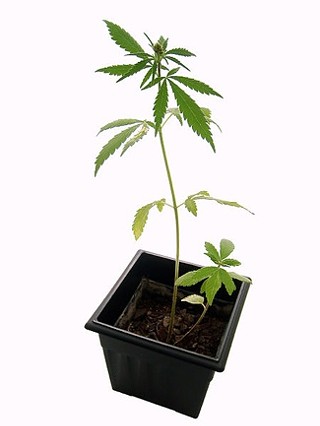Pot a Cash Crop in Colorado