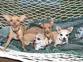 Hoodie (center front) and Miss Caswell (r) enjoy a relaxing afternoon in a hammock along with Tavish (l) and Campbell (center back). The fifth dog, McCoy, was far too busy chasing a squirrel to be photographed.