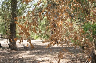 Plants and trees in Stacy Park began to die after a Parks and Recreation Department volunteer sprayed herbicide to eradicate invasive species.