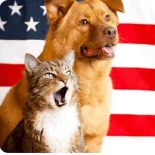 Honor your country, adopt a shelter pet