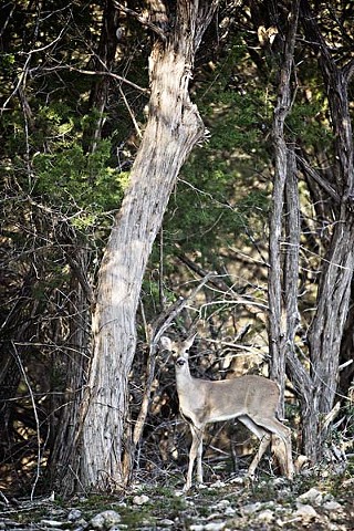 A white-tailed doe stands alert.