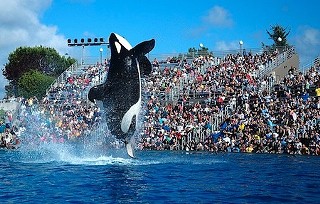 Shamu would rather go naked than wear fur.