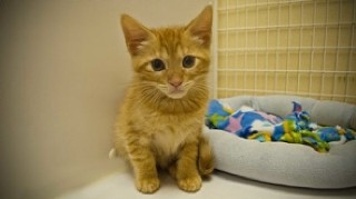 Freddie is 8 weeks old and ready to go home with you.