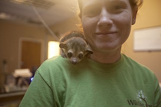An aquarium employee poses with Dexter, a kinkajou who will live at the aquarium. Oversight of mammals displayed for a commercial purpose is provided by the USDA. Vince Covino says he will obtain all necessary permits to house Dexter and other mammals, but apparently hasn't yet.