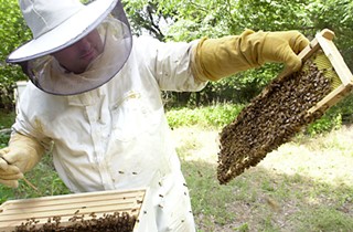 Beekeeper Konrad Bouffard examines hives in the pre-Bee Bill era