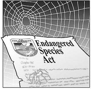 Endangered Spider Spooks the Feds