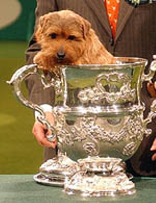 Pass the Norfolk terrier, please: The National Dog Show starts at noon on Thanksgiving (NBC).