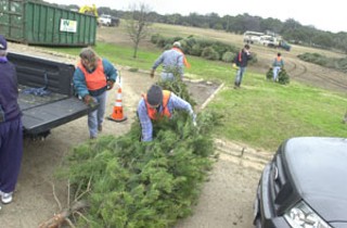  The first two weekends of the year brought Austin Parks and Recreation personnel out to Zilker Park, along with a host of Boy Scouts and other volunteers, where they collected Christmas trees for the city's Christmas Tree Recycling program. As far as I know, Austin was the first city in the country to start doing Christmas tree recycling, says Toni Grasso, coordinator for the 22-year-old program, which brought in more than 3,000 trees this year. Intake ended Sunday, and by Tuesday all 3,000 had been ground into a giant pile of mulch, which is now sitting out in Zilker's polo fields free for the taking. Judging from past years, says Grasso, it will likely be gone by the end of the weekend, so anyone hoping to collect some free mulch should head out there soon – with their own shovel and bag, as none are provided. And if you've still got a tree to recycle, you can leave it curbside for yard-trimming pickup, guaranteeing your Christmas tree a second life not as mulch but as Dillo Dirt. For more info, see <b><a href=http://www.ci.austin.tx.us/parks/christmastree.htm target=blank>www.ci.austin.tx.us/parks/christmastree.htm</a></b>.– <i>Nora Ankrum</i>