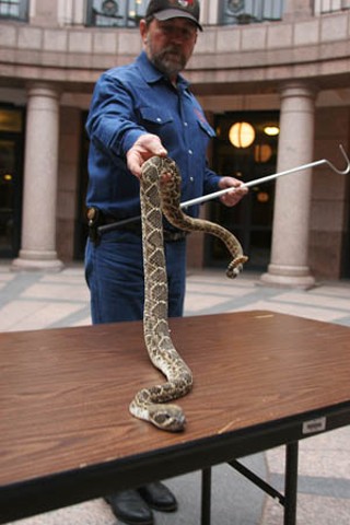 Representatives move out, rattlesnakes move in. The Sweetwater Jaycees
brought a box full of rattlers to the Capitol Extension this week to
give Austinites a rare and controlled hands-on experience with some
Texas wildlife. The snakes, or rather their handlers, were the guests of
Rep. Susan King, R-Abilene; they were publicizing Sweetwater’s 50th
annual Rattlesnake Round-Up, March 4-9. Originally a pest-control
operation, it is now the world’s largest rattlesnake hunt and a major
tourism event, with 30,000 visitors attracted and 13,128 pounds of
Western Diamondbacks collected in 2006. Attractions this year include
the rattlesnake review parade, guided hunts, the Miss Snake Charmer
scholarship competition, and, of course, fried rattlesnake.    – <i>Richard
Whittaker</i>
