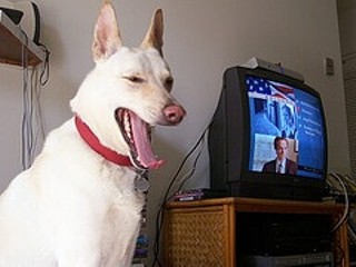 If it weren't for my pup's criminal indifference to The West Wing, she'd totally get my vote for Greatest American Dog.