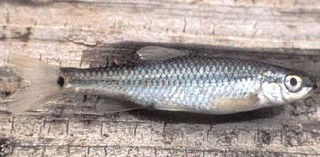 Devils River Minnow: Classified as 