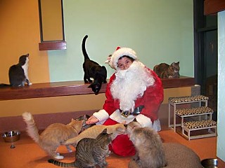 Not to be outdone by the pooches parading at City Hall, cats got all the attention at the Austin Humane Society sleepover Dec. 11.