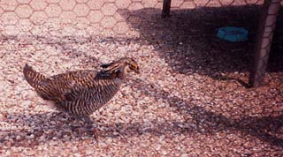 The Texas Parks and Wildlife Department is struggling to preserve the Attwater's Prairie Chicken.