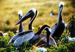 Sundown Island provides critical nesting habitat for the brown pelican. <br>Photo Courtesy of Texas Audubon Society.