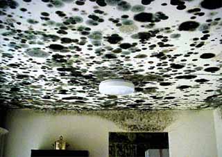 This photo, taken from an Environmental Protection Agency report, shows the extreme end of what can happen with unchecked mold damage.