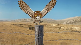 The Hidden Life of the Burrowing Owl