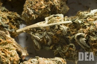 Majority Favors Marijuana