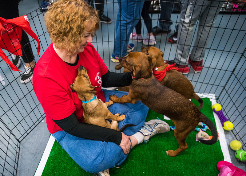 Puppy Bowl at Austin Humane Society 2018 - 3 of 35 ...