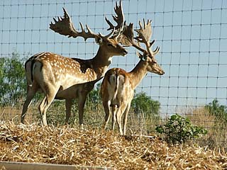antelope deer
